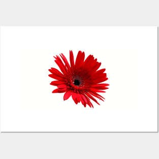 Red flower Posters and Art